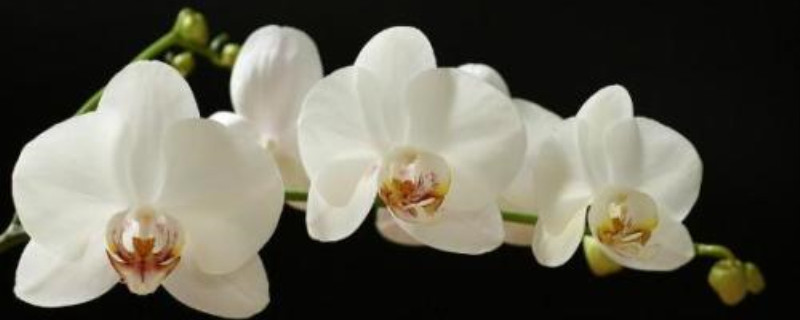白色蝴蝶兰的花语
