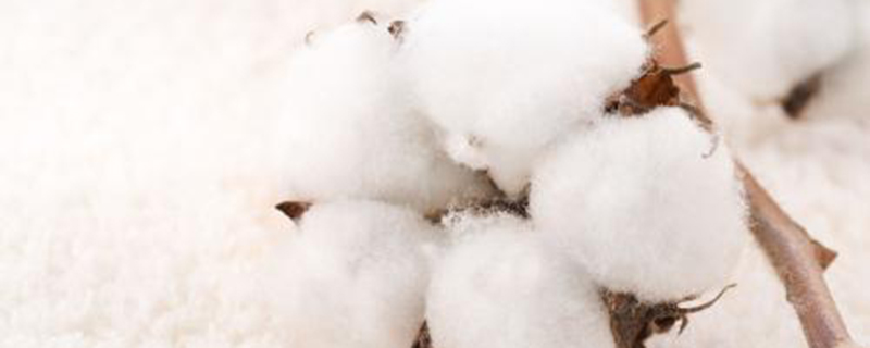 棉花收获的季节