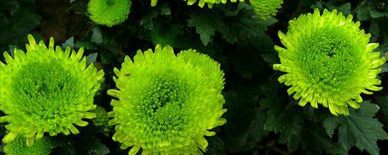 绿色多头菊的寓意