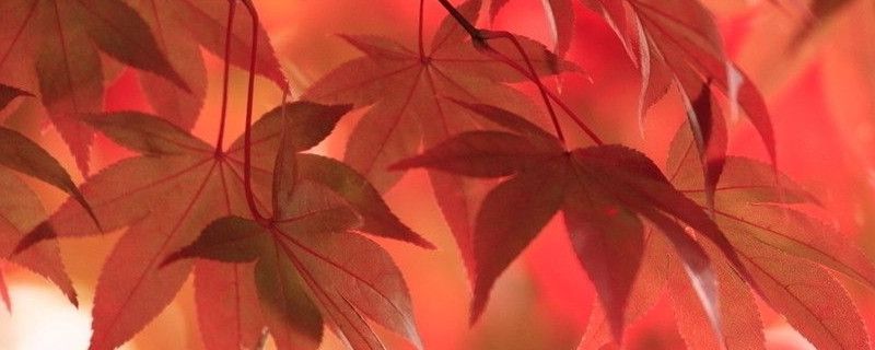 秋天变红的树叶有哪些
