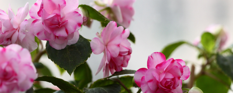 水梅花叶子黄了怎么办 花百科