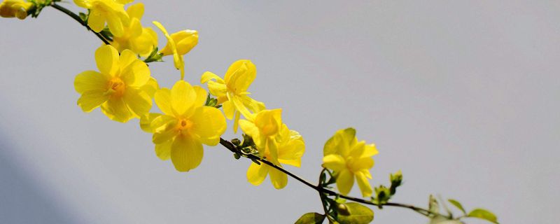 黄金花卉是什么花