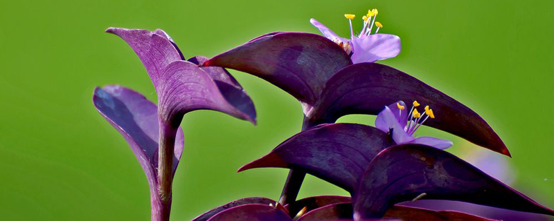 紫叶鸭跖草养殖方法是什么