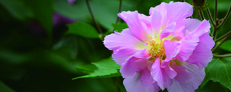 芙蓉树开花什么样