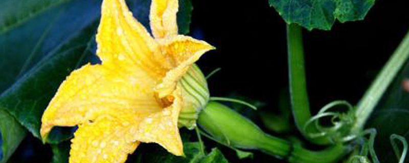 南瓜花的花语是什么