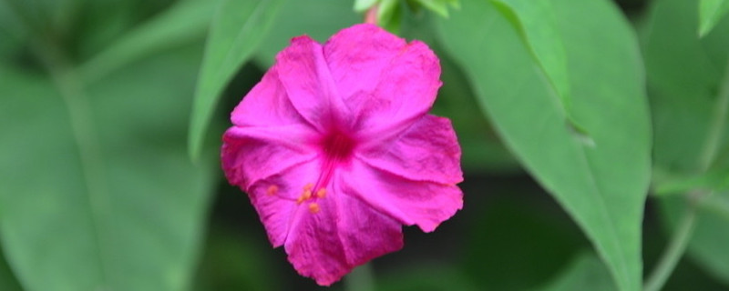 紫茉莉什么时候开花