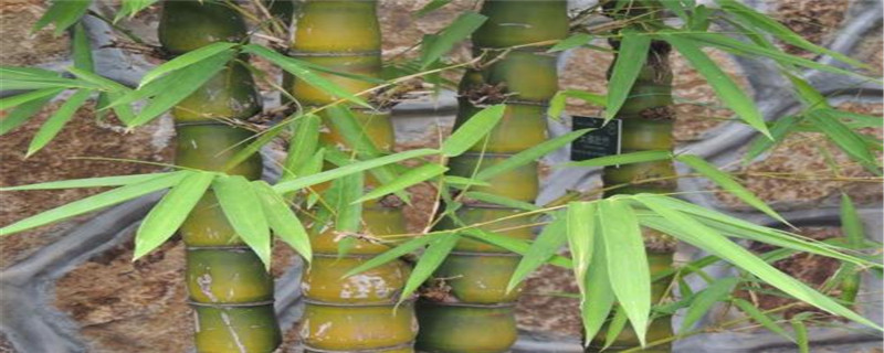 佛肚竹是什么植物