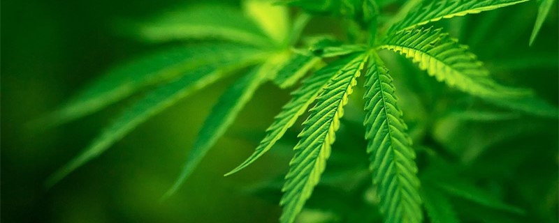 大麻属于什么植物