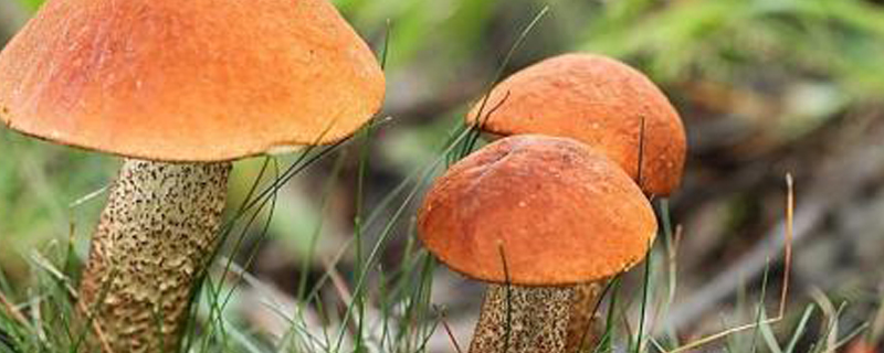 采蘑菇是什么季节