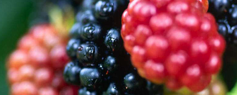 糙莓果是什么水果