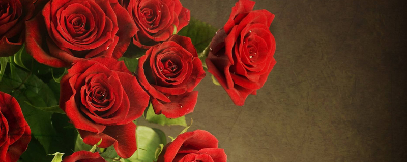 八朵玫瑰花的花语是什么