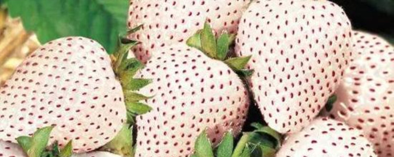 白色草莓叫什么