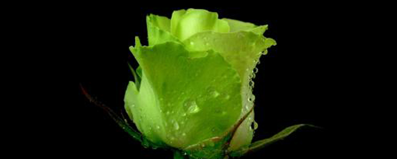 绿色玫瑰花语