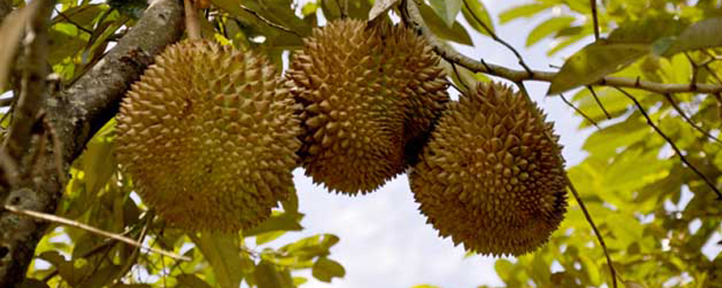 马来西亚水果