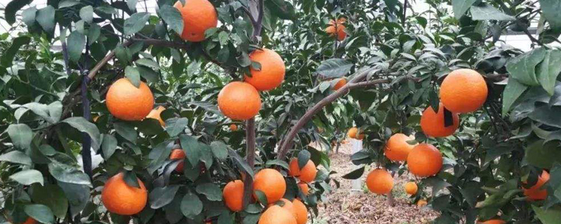 红美人柑橘几年能挂果