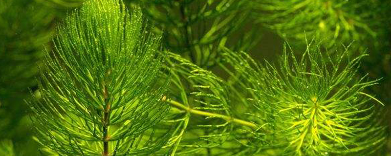 金鱼藻有根吗