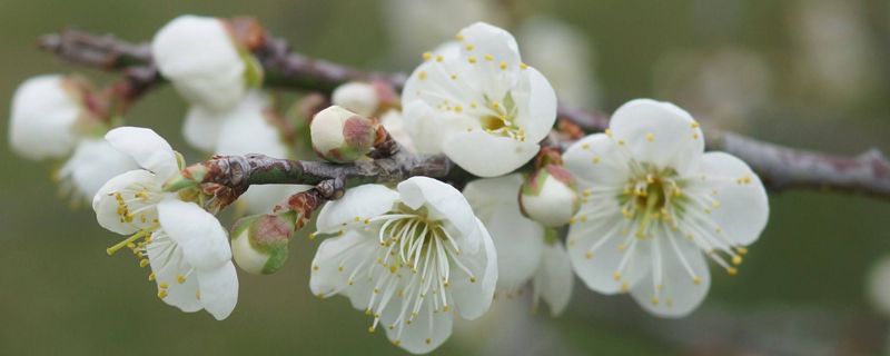 腊梅鲜花怎么养