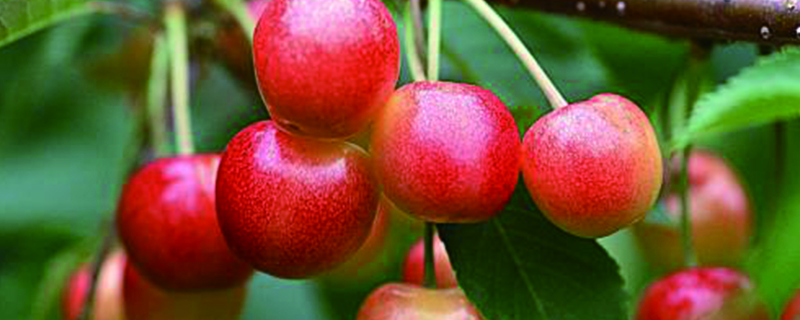 樱桃是单子叶植物吗
