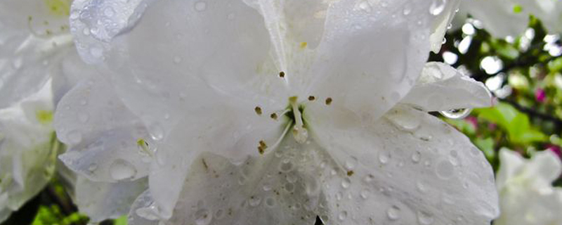 春雨花的寓意