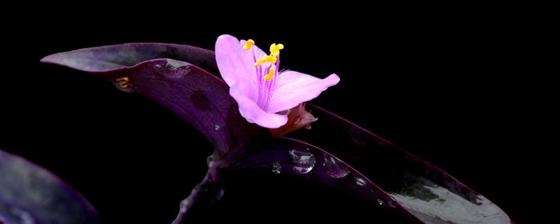 粉色紫罗兰花语