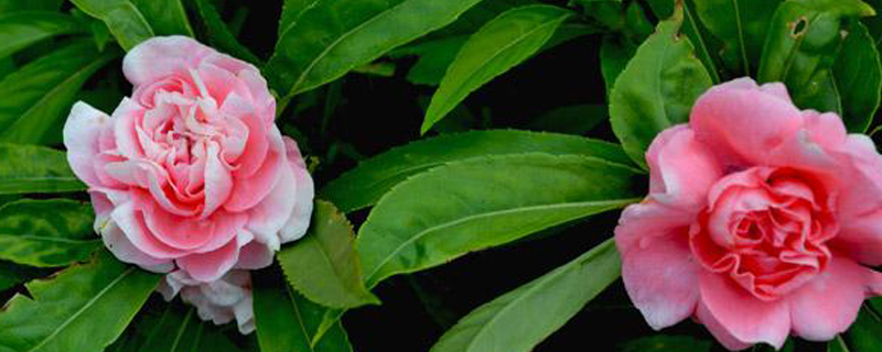 茶花凤仙和七彩凤仙是一种植物吗