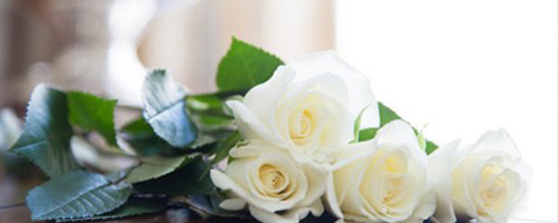 19朵白玫瑰花语是什么