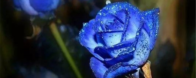 三十三朵蓝色的妖姬花语是什么
