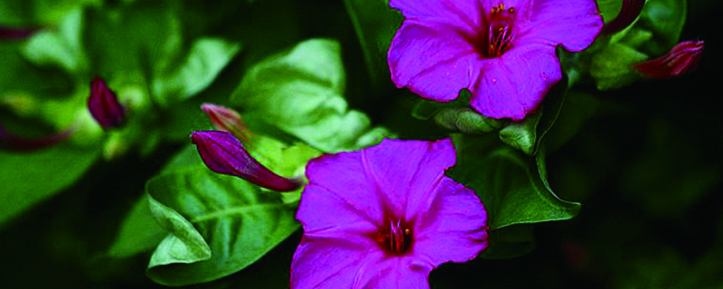 紫茉莉的花语及介绍
