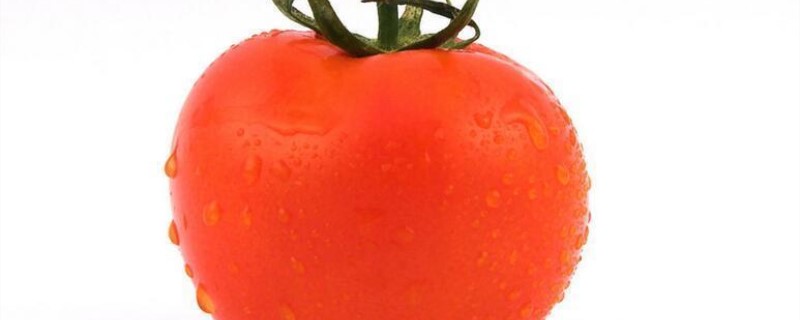 哪些西红柿籽种比较好