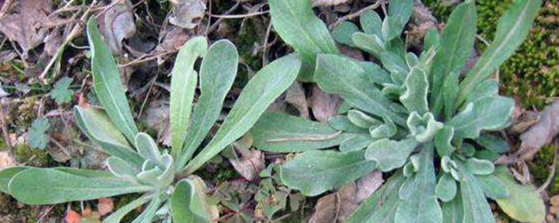 匙叶合冠鼠麴草是什么植物