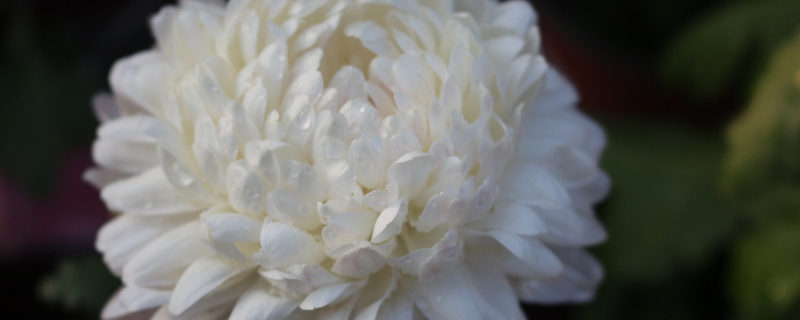 白色的菊花代表着什么
