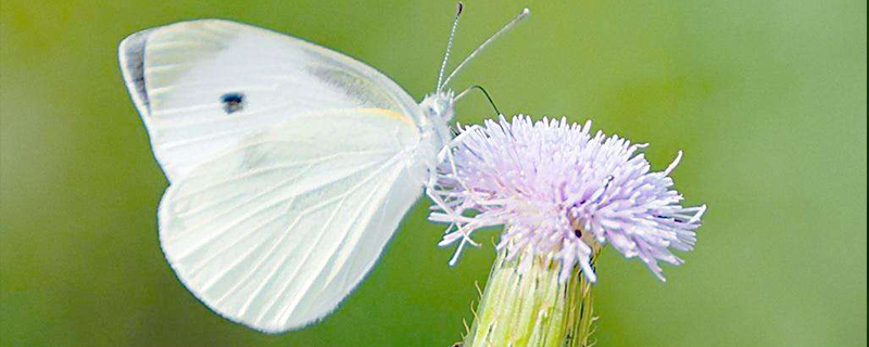 白色的蝴蝶是什么