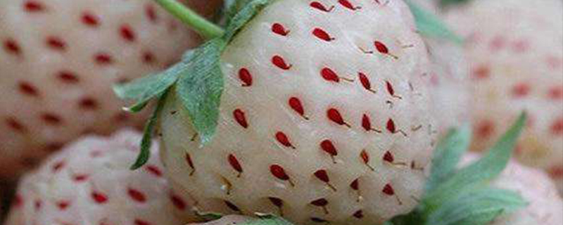 白色的草莓叫什么