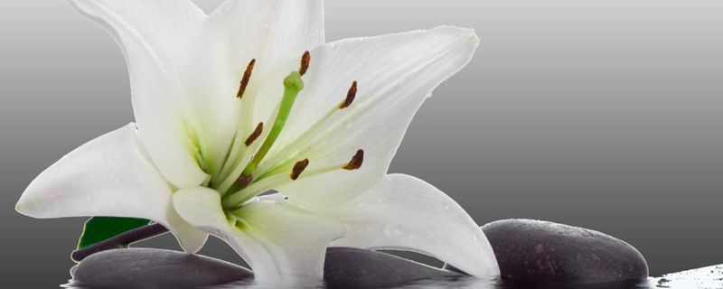 百合花的外形特征是什么