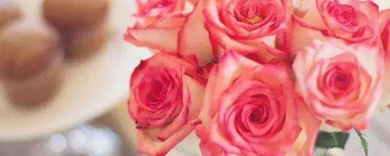 10朵粉色玫瑰代表什么