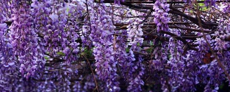 紫藤树品种