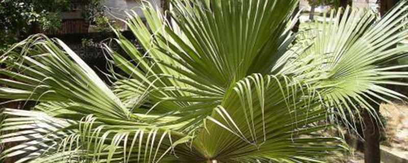 棕榈科植物有哪些