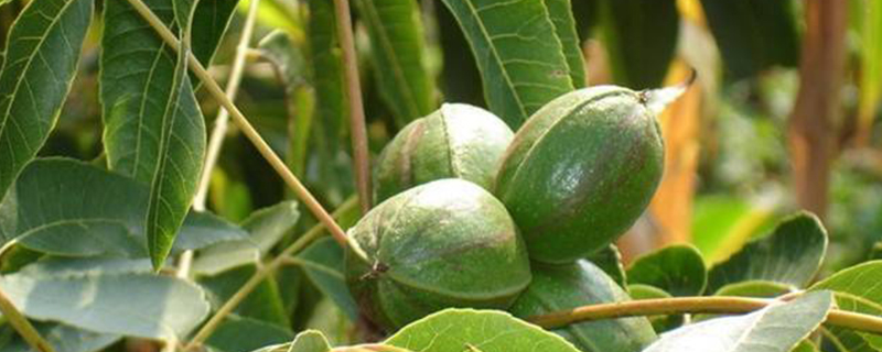 北方种植的碧根果品种