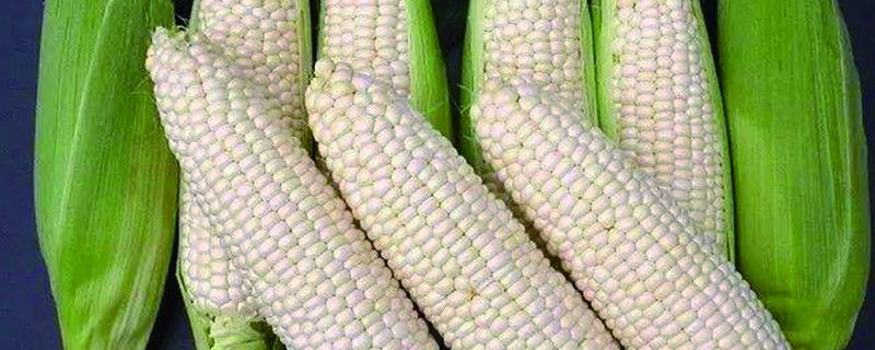 北方玉米地能套种什么