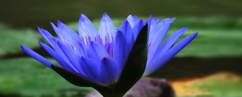 紫睡莲花语
