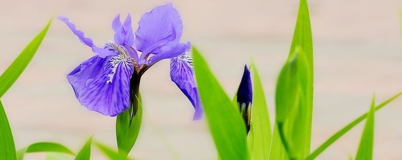 紫色鸢尾花花语
