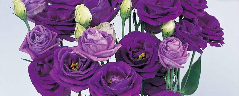 紫色桔梗花语是什么