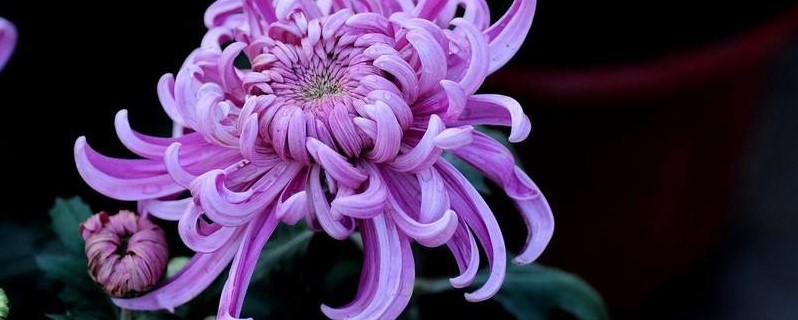 紫色菊花花语