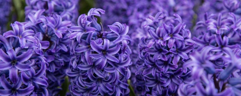 紫色的花花语