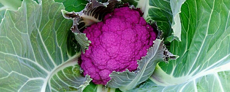 紫花菜是转基因吗