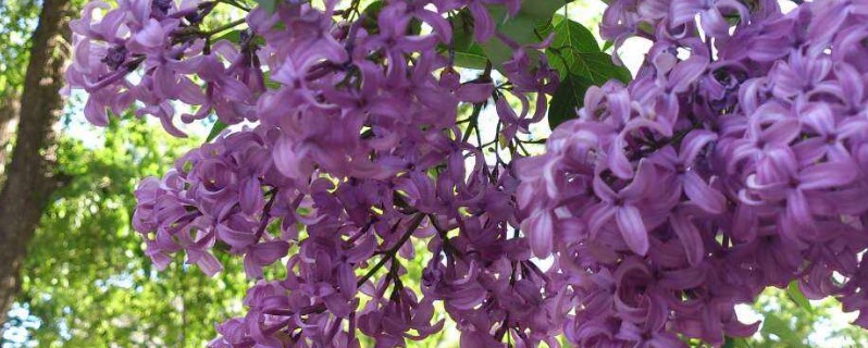 紫丁香花花语