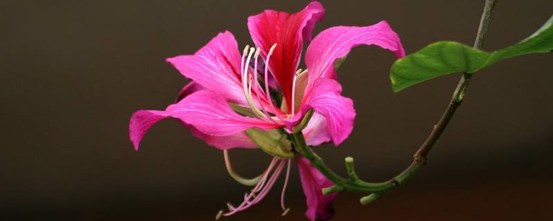 紫荆花开花季节