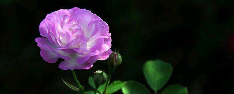 紫蔷薇花语 花百科