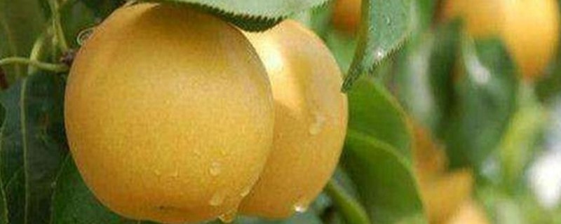 柱状梨是啥品种