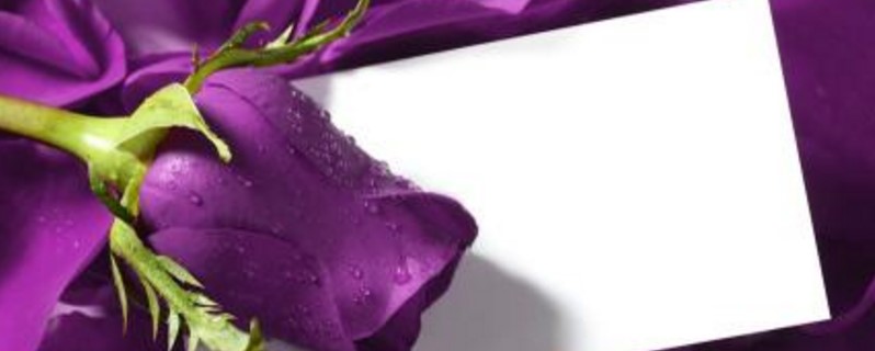 紫色的玫瑰花代表什么